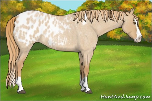 Horse Color:Red Dun Roan Splash Appaloosa