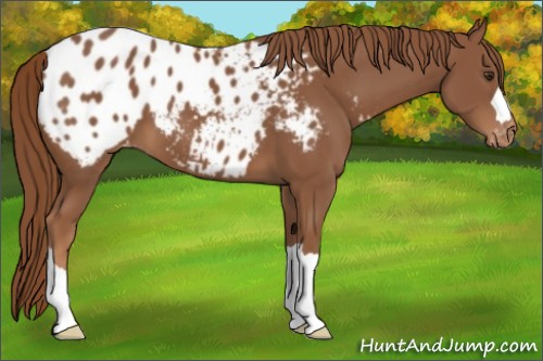Horse Color:Chestnut Appaloosa 