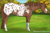 Horse Color:Chestnut Appaloosa