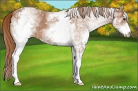 Horse Color:White Spotted Chestnut Appaloosa 