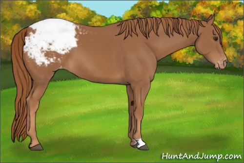 Horse Color:Chestnut Appaloosa 