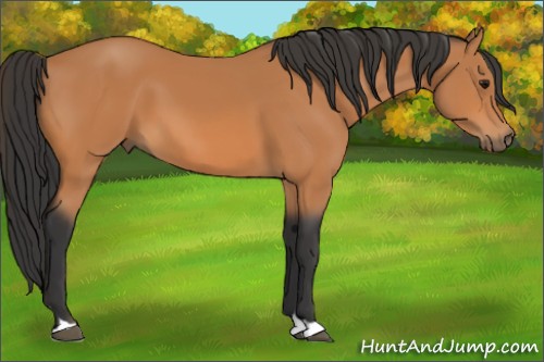 Horse Color:Bay 