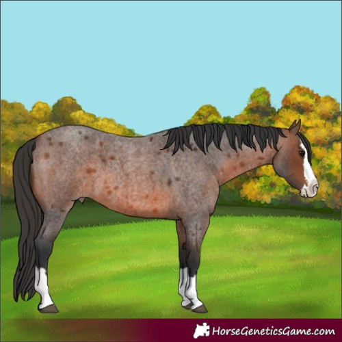 Horse Color:Brown Roan Splash