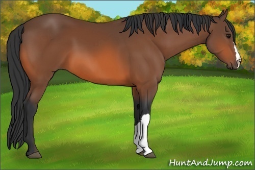 Horse Color:Bay  and Bay 