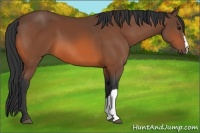 Horse Color:Bay and Bay