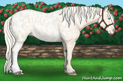 Horse Color:Cremello Appaloosa 