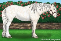 Horse Color:Cremello Appaloosa 