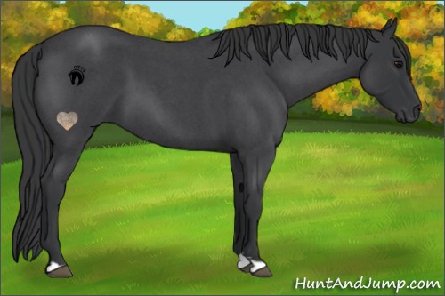 Horse Color:Blue Roan 