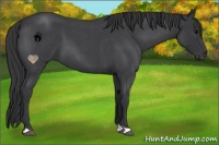 Horse Color:Blue Roan 