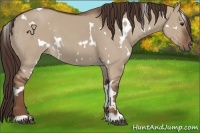 Horse Color:White Spotted Liver Red Dun