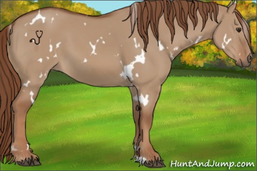 Horse Color:White Spotted Red Dun