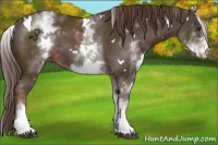 Horse Color:White Spotted Liver Chestnut 