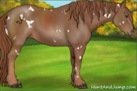 Horse Color:White Spotted Chestnut