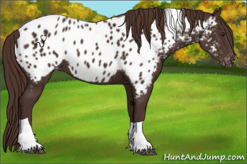 Horse Color:Liver Chestnut Tobiano Near Leopard