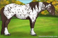 Horse Color:Liver Chestnut Tobiano Near Leopard