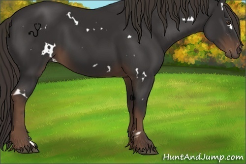 Horse Color:White Spotted Liver Chestnut 