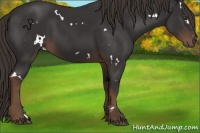 Horse Color:White Spotted Liver Chestnut 