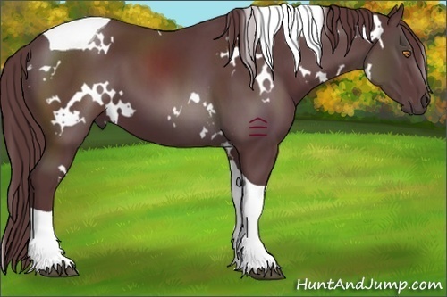Horse Color:White Spotted Chocolate Black Tobiano