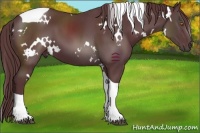 Horse Color:White Spotted Chocolate Black Tobiano 