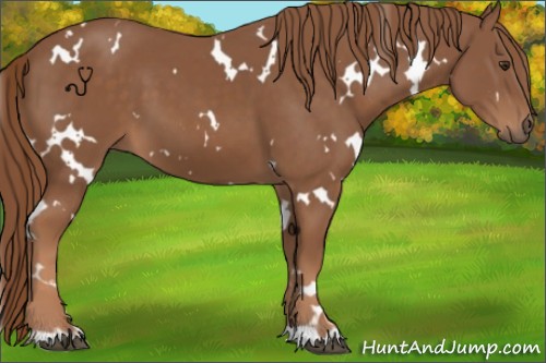 Horse Color:White Spotted Chestnut 