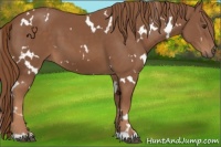 Horse Color:White Spotted Chestnut 