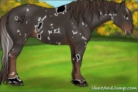 Horse Color:White Spotted Liver Chestnut 