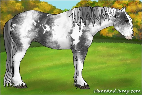 Horse Color:White Spotted Black