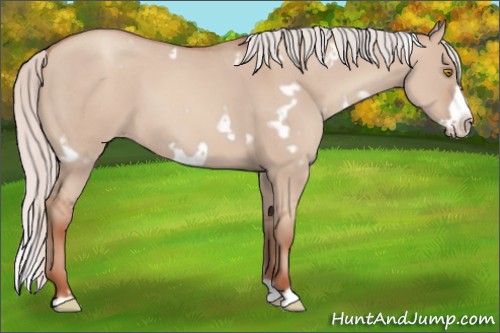 Horse Color:White Spotted Silver Classic Champagne Dun Frame 
