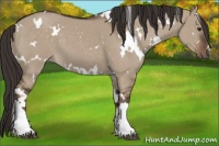 Horse Color:White Spotted Liver Red Dun 