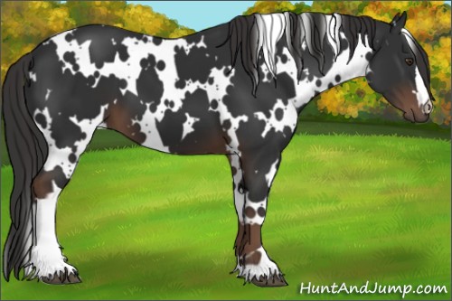 Horse Color:White Spotted Liver Chestnut 