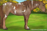 Horse Color:White Spotted Chestnut 