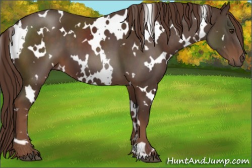 Horse Color:White Spotted Liver Chestnut 