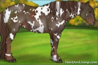 Horse Color:White Spotted Liver Chestnut 