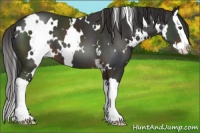 Horse Color:White Spotted Liver Chestnut Splash 
