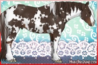 Horse Color:White Spotted Liver Chestnut