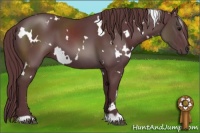 Horse Color:White Spotted Chocolate Black