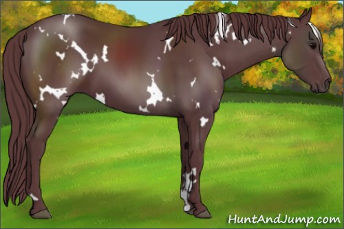 Horse Color:White Spotted Chocolate Black