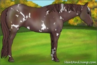Horse Color:White Spotted Chocolate Black