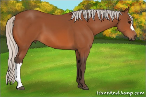 Horse Color:Silver Bay 