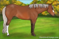 Horse Color:Silver Bay 