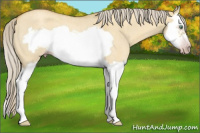 Horse Color:Gray Gold Cream Champagne Roan Dun Splash Frame Rabicano