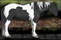 Horse Color:Black Tobiano 
