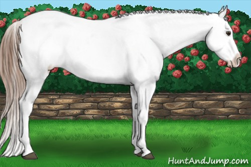 Horse Color:White Spotted Chestnut Splash Blanket