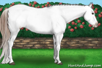 Horse Color:White Spotted Chestnut Splash Appaloosa 