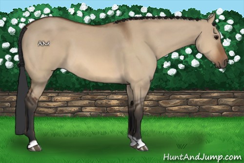 Horse Color:Bay Dun 