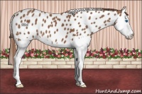 Horse Color:Chestnut Splash Near Leopard