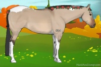 Horse Color:Bay Dun Tobiano 