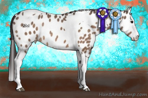 Horse Color:Bay Dun Splash Tobiano Near Leopard Rabicano