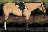 Horse Color:Buckskin Dun 