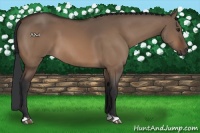 Horse Color:Brown Dun 